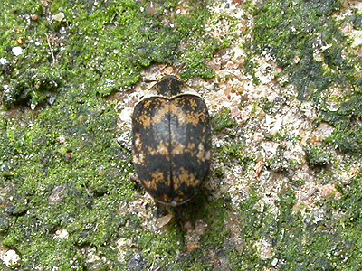 common carpet beetle. Carpet Beetle Anthrenus