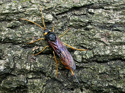 urocerusgigas03.jpg