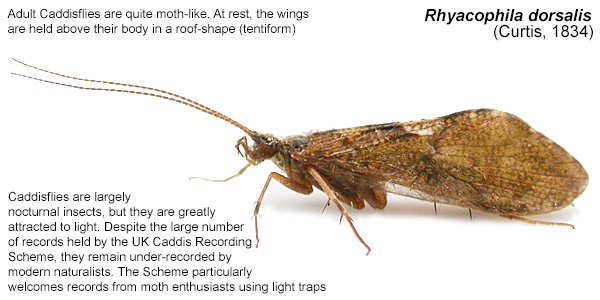 Nottinghamshire Caddisflies