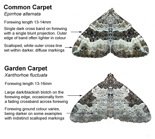 Common And Garden Carpet Id