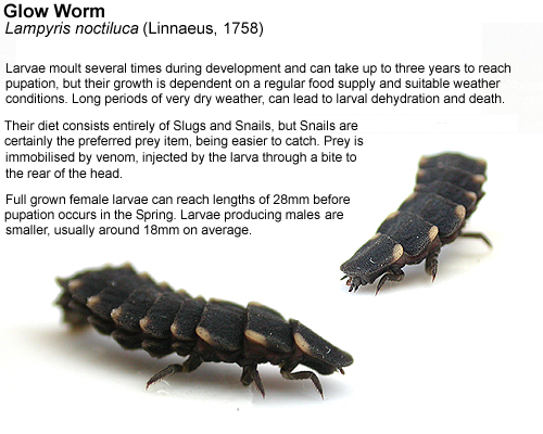 The Glow Worm Lampyris noctiluca