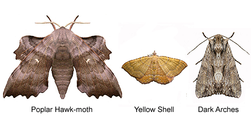 How to increase the number of moths in your moth trap! 