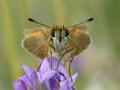 Butterflies Essex Skipper