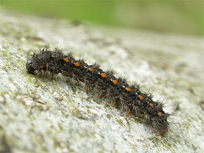 Below right:- Scarce Footman larva photographed at Sher