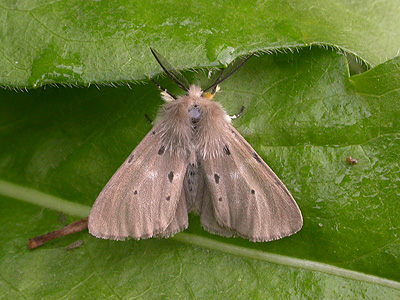 Muslin Moth Diaphora mendica