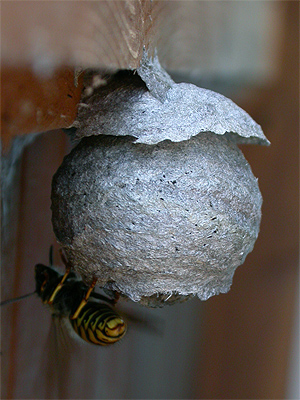 Wasp Nest Construction 2011