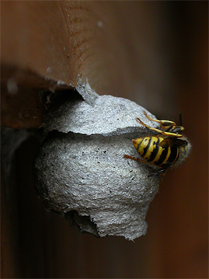 Wasp Nest Construction 2011